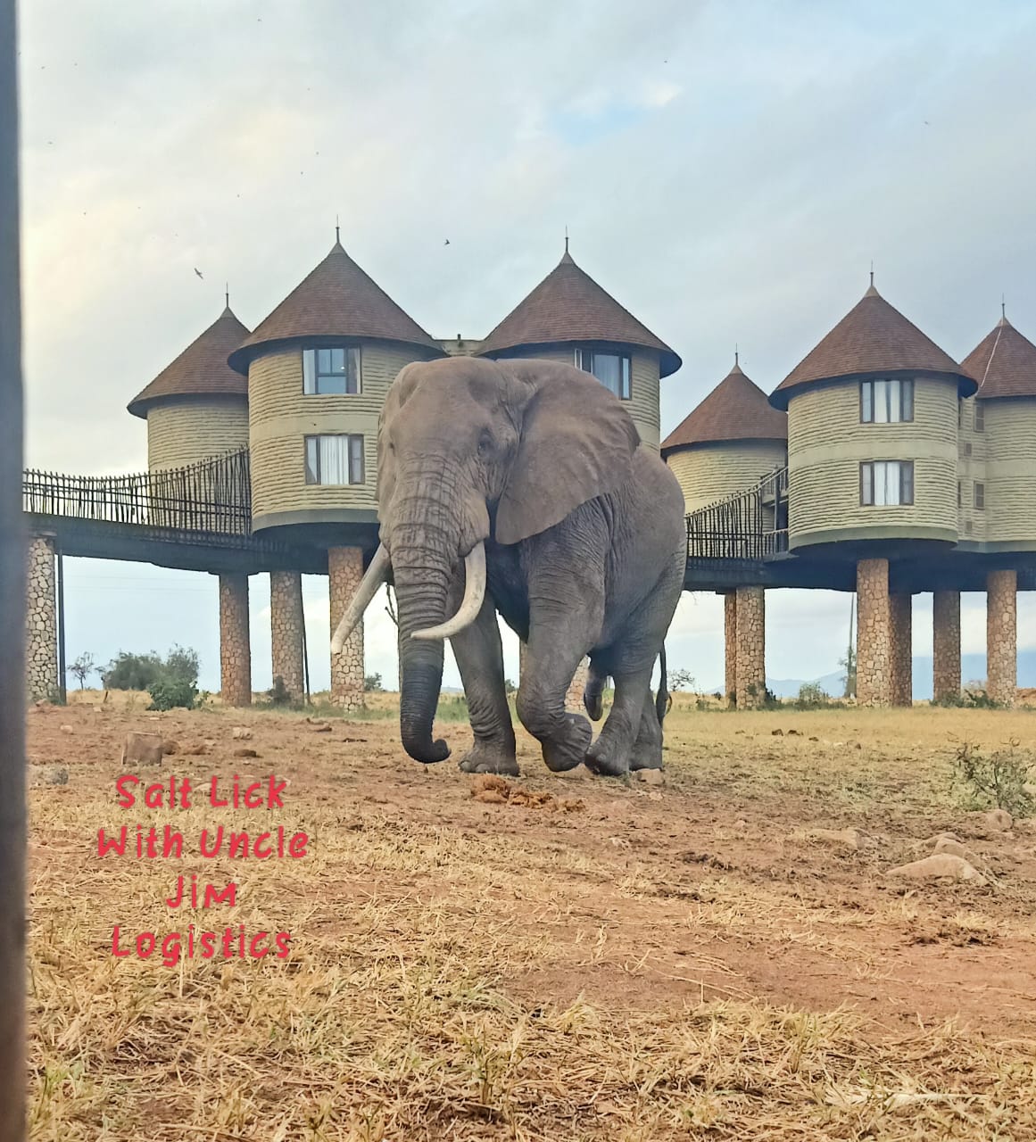 Tsavo safari adventure wildlife viewing